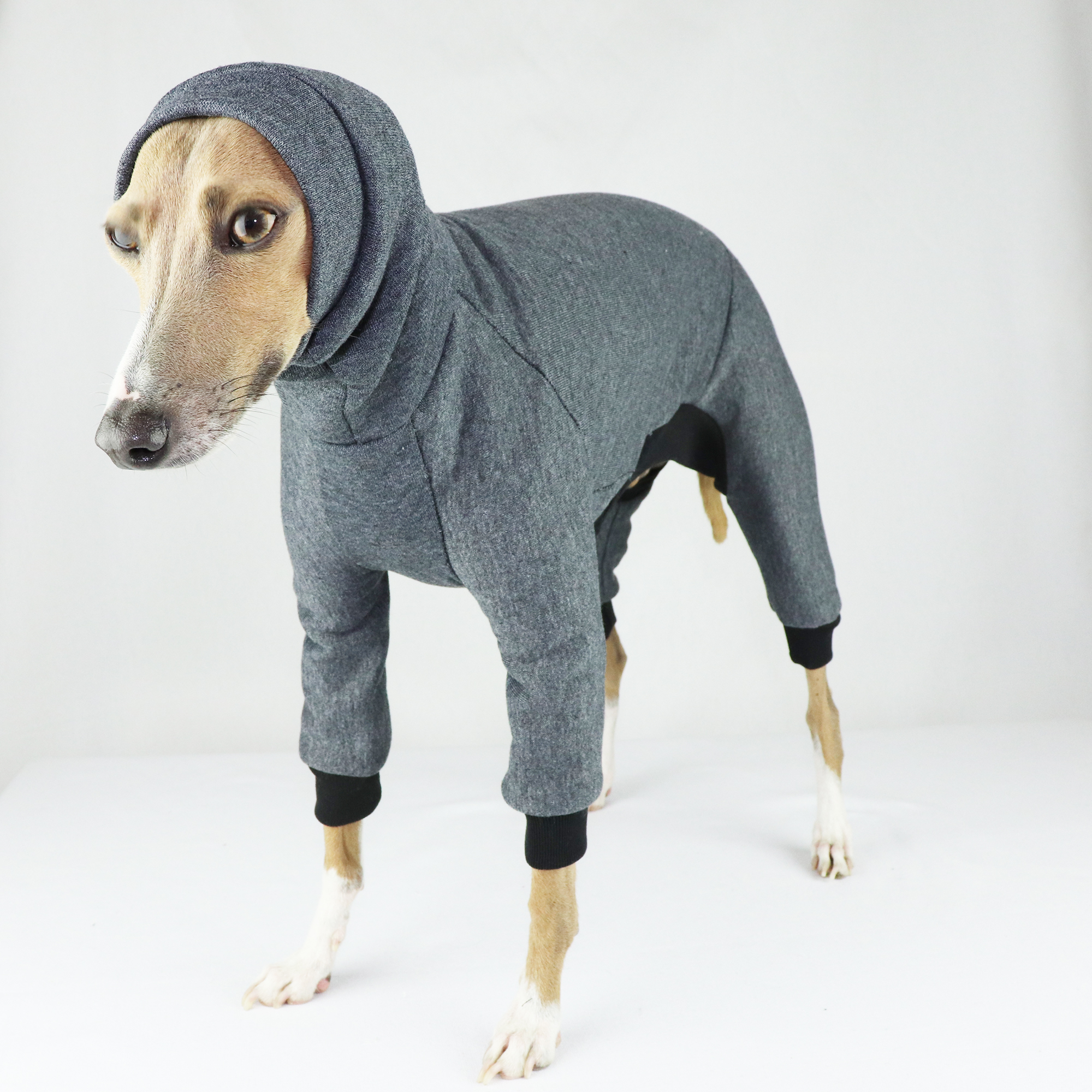 italian greyhound wearing clothes