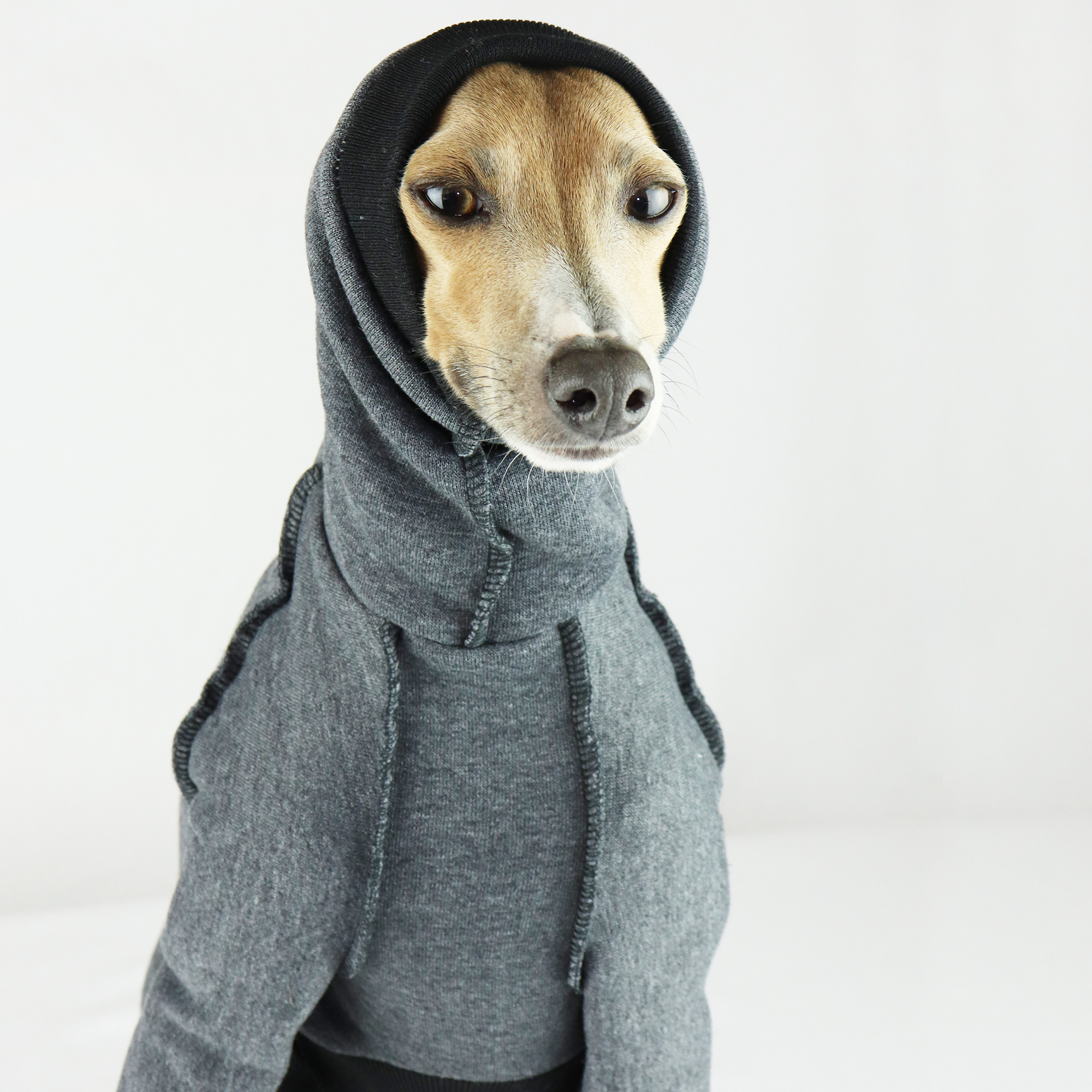whippet in clothes