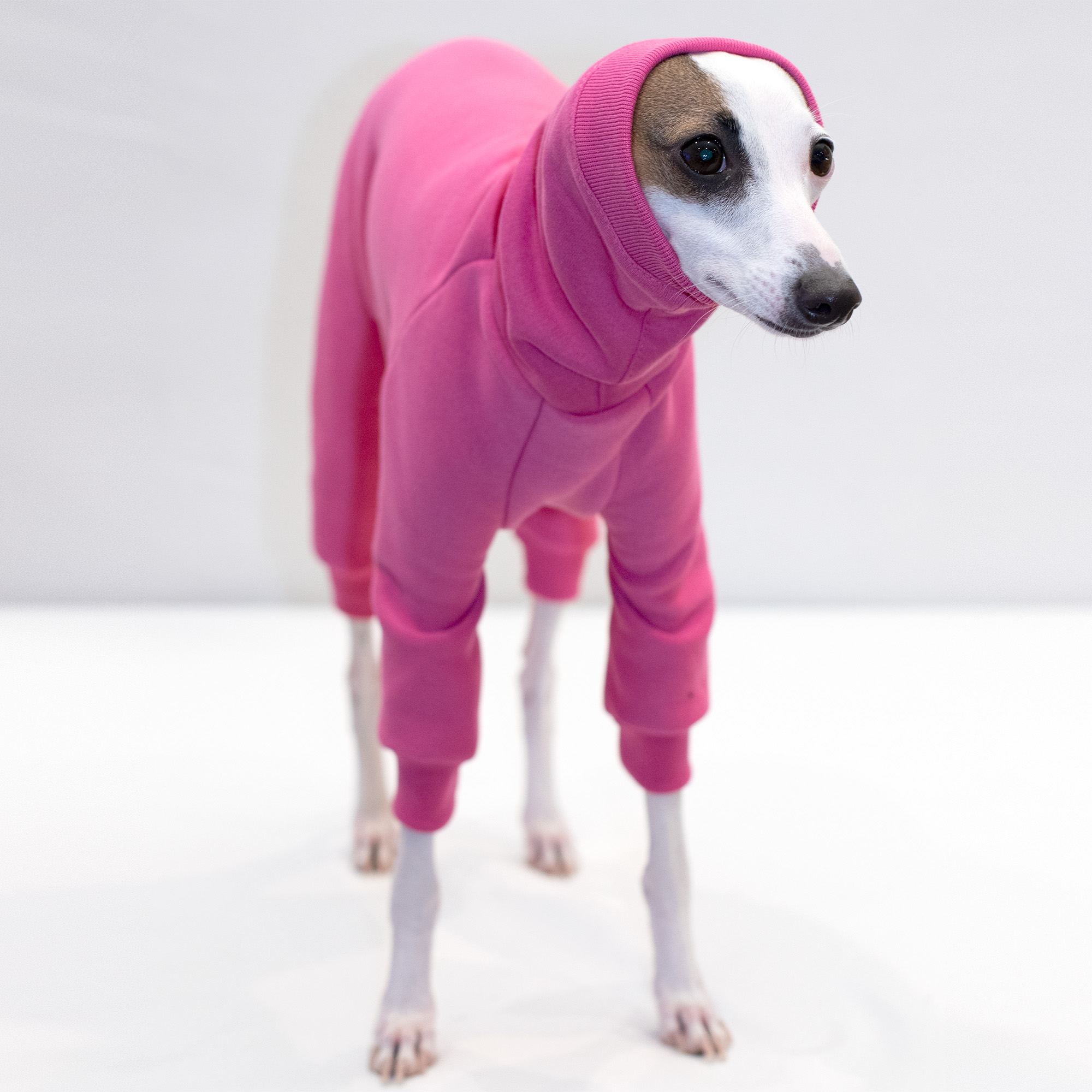 italian greyhound wearing clothes