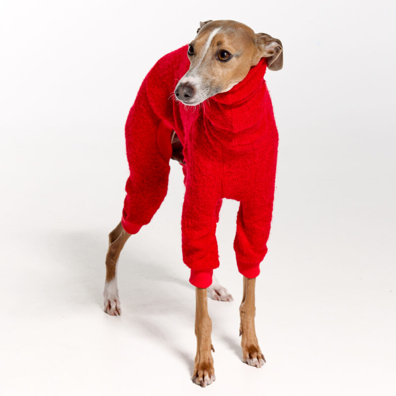 Italian Greyhound Clothing | Royal Hound | The Full Hari