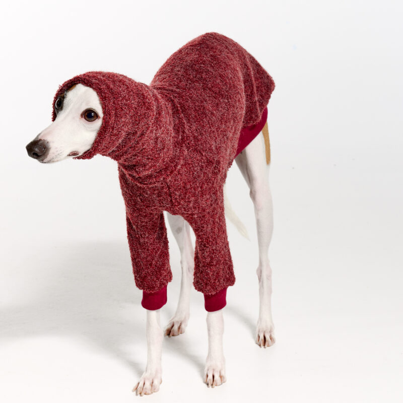 Italian Greyhound Clothing | Whippet Clothing | Royal Hound