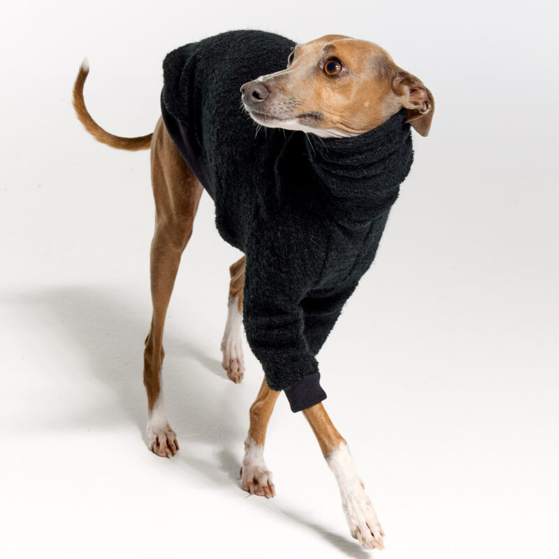 Italian Greyhound Clothing | Whippet Clothing | Royal Hound