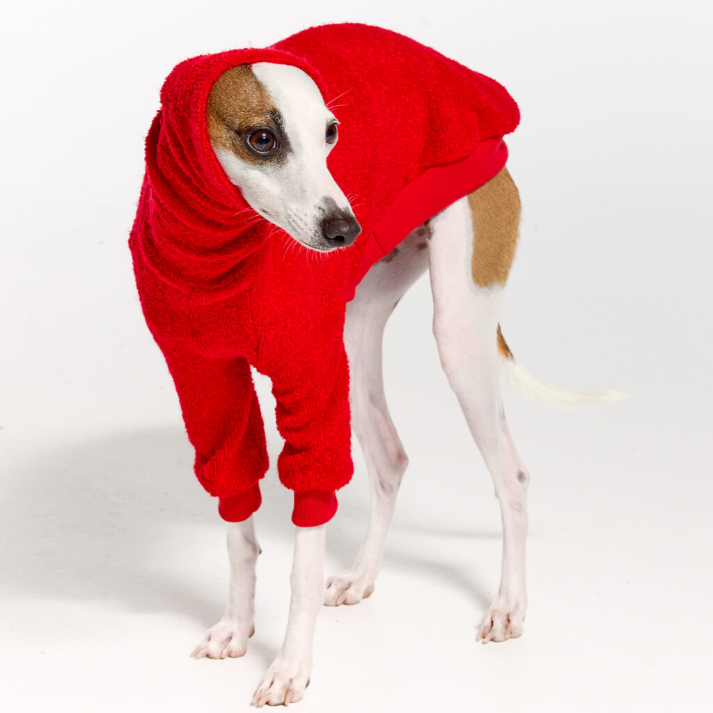 the-hari-red-clothes-for-italian-greyhounds