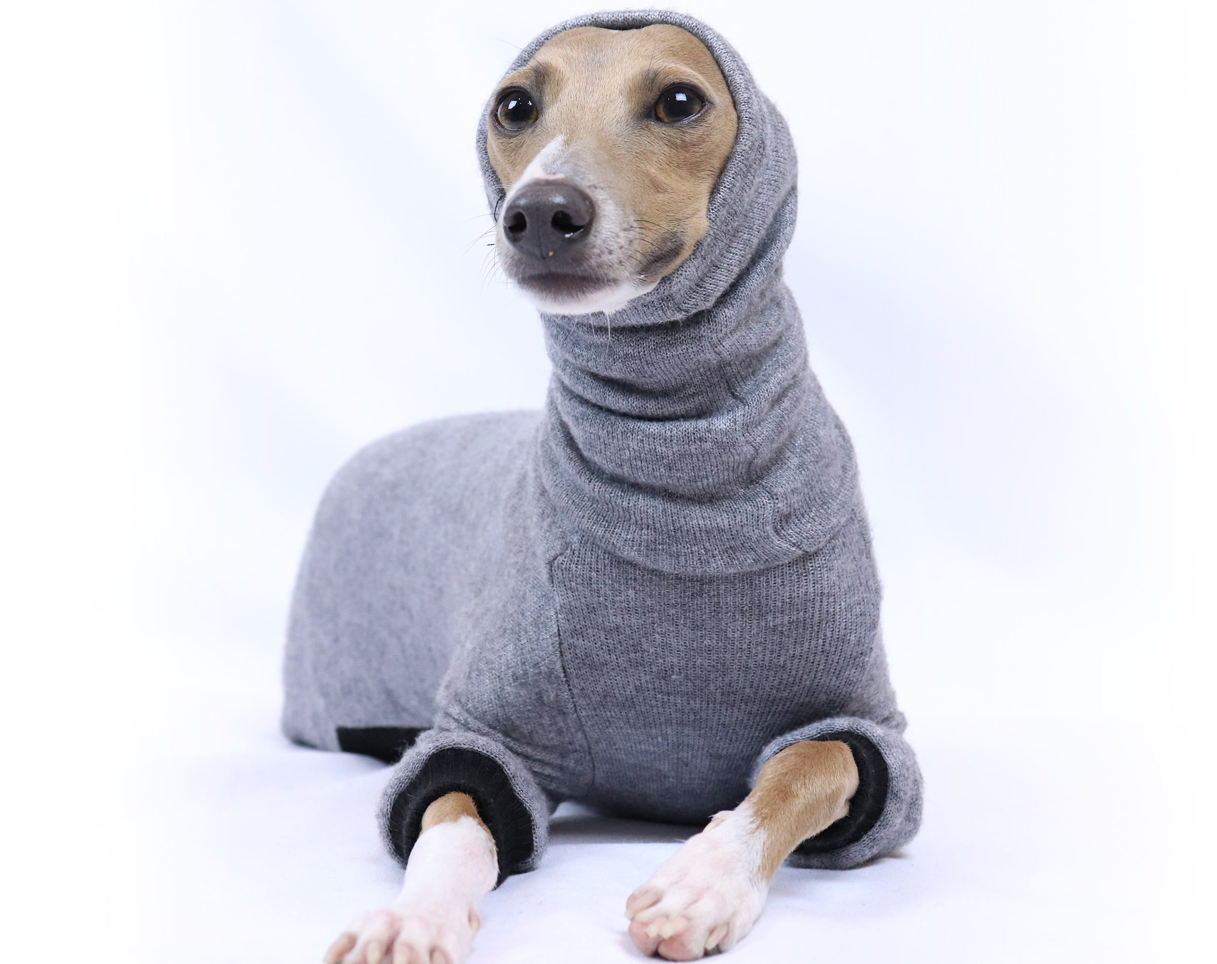 Italian Greyhound Clothing | Royal Hound Melbourne | Iggy Clothing