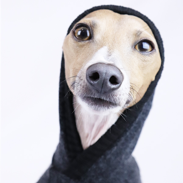 Italian Greyhound Clothing Full Suit in two tone | Royal Hound Clothing