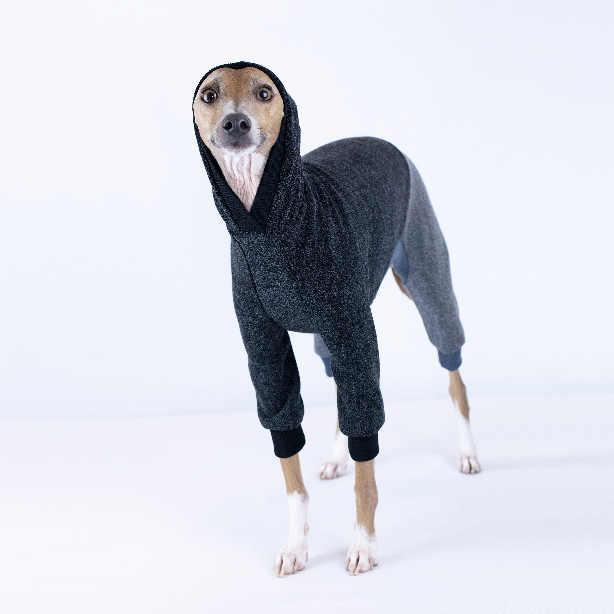 Italian Greyhound Clothing & Iggy Clothing at Royal Hound Clothing