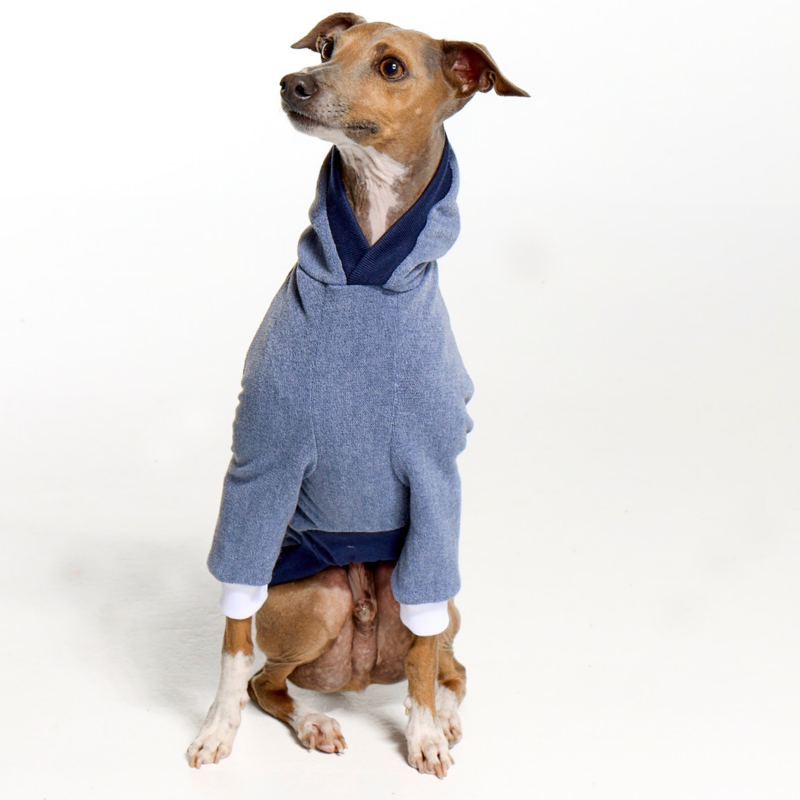 Italian Greyhound Clothing Whitehaven Royal Blue