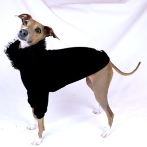 Italian Greyhound Clothes | Iggy Clothes | The Audrey | Royal Hound