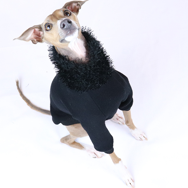 Italian Greyhound Clothes | Iggy Clothes | The Audrey | Royal Hound