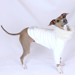 Italian Greyhound Clothes | Iggy Clothes | The Audrey | Royal Hound