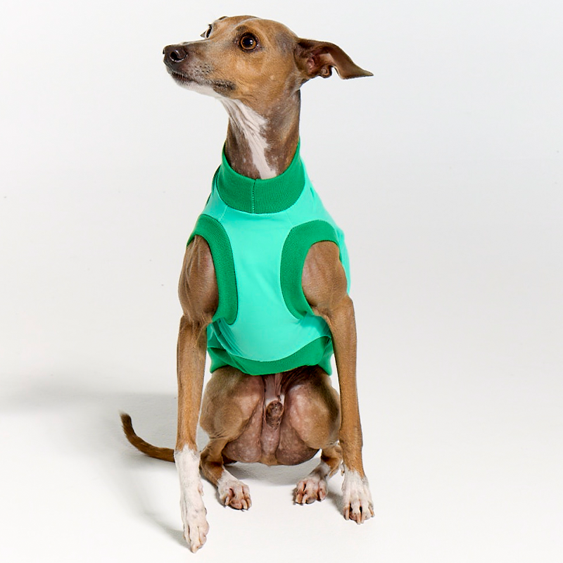 UV Suits for Italian greyhounds