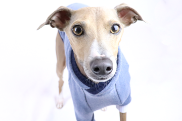 Italian Greyhound Clothing | Royal Hound Clothing | Iggy clothes for summer and winter