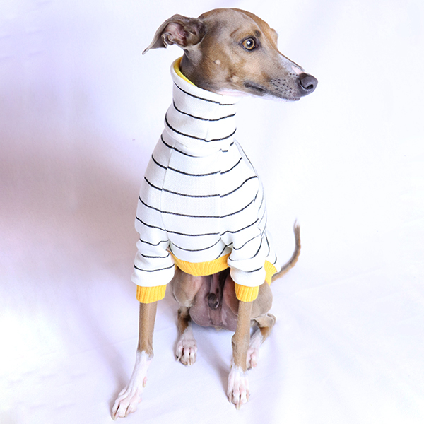 whippet in turtleneck