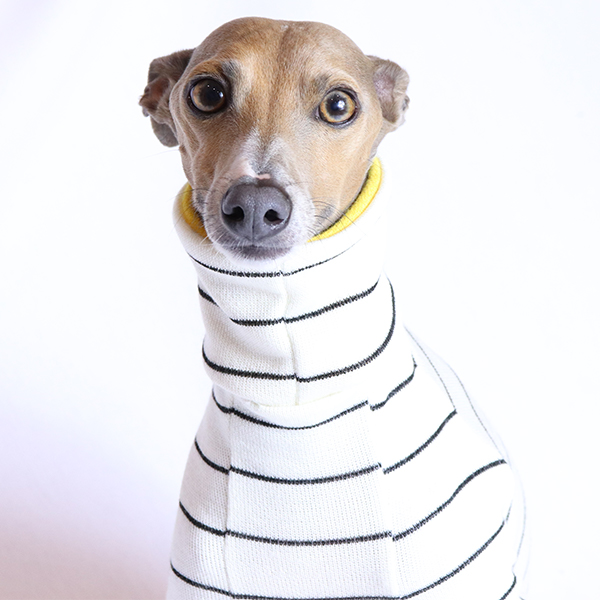 Bolton Stripe Turtleneck for Italian Greyhounds & Whippets | Royal Hound