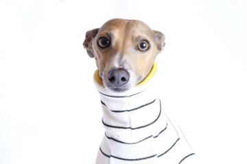 Italian Greyhound Clothing | Pros and cons to own an Iggy