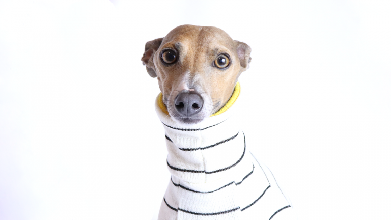 The Reality Of Owning An Iggy Royal Hound Clothing Owning An Iggy