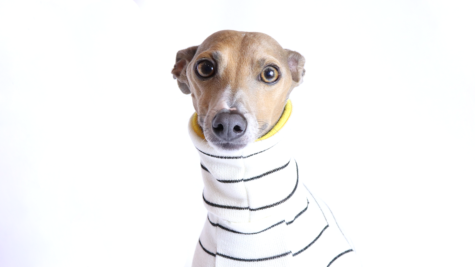 Italian Greyhound Clothing | Pros and cons to own an Iggy