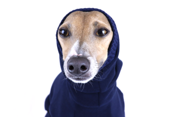 Italian Greyhound Clothing | Iggy Clothing | Royal Hound