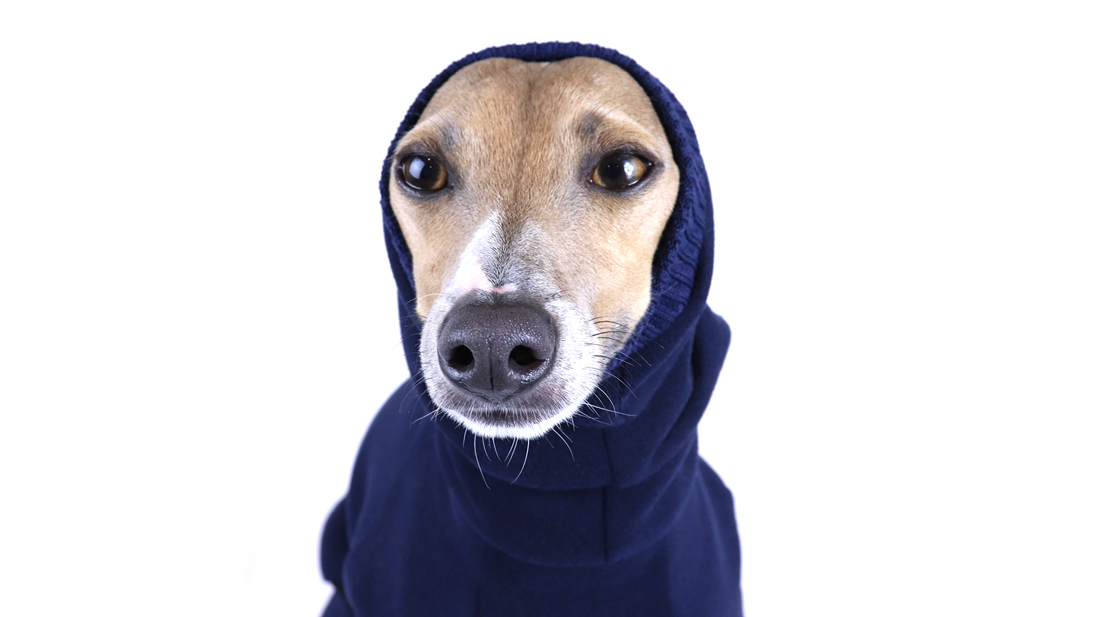 Italian Greyhound Clothing | Iggy Clothing | Royal Hound