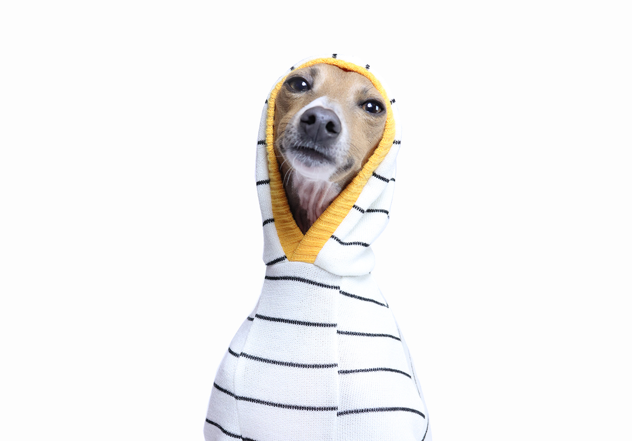 Italian Greyhound Clothing | Melbourne Australia