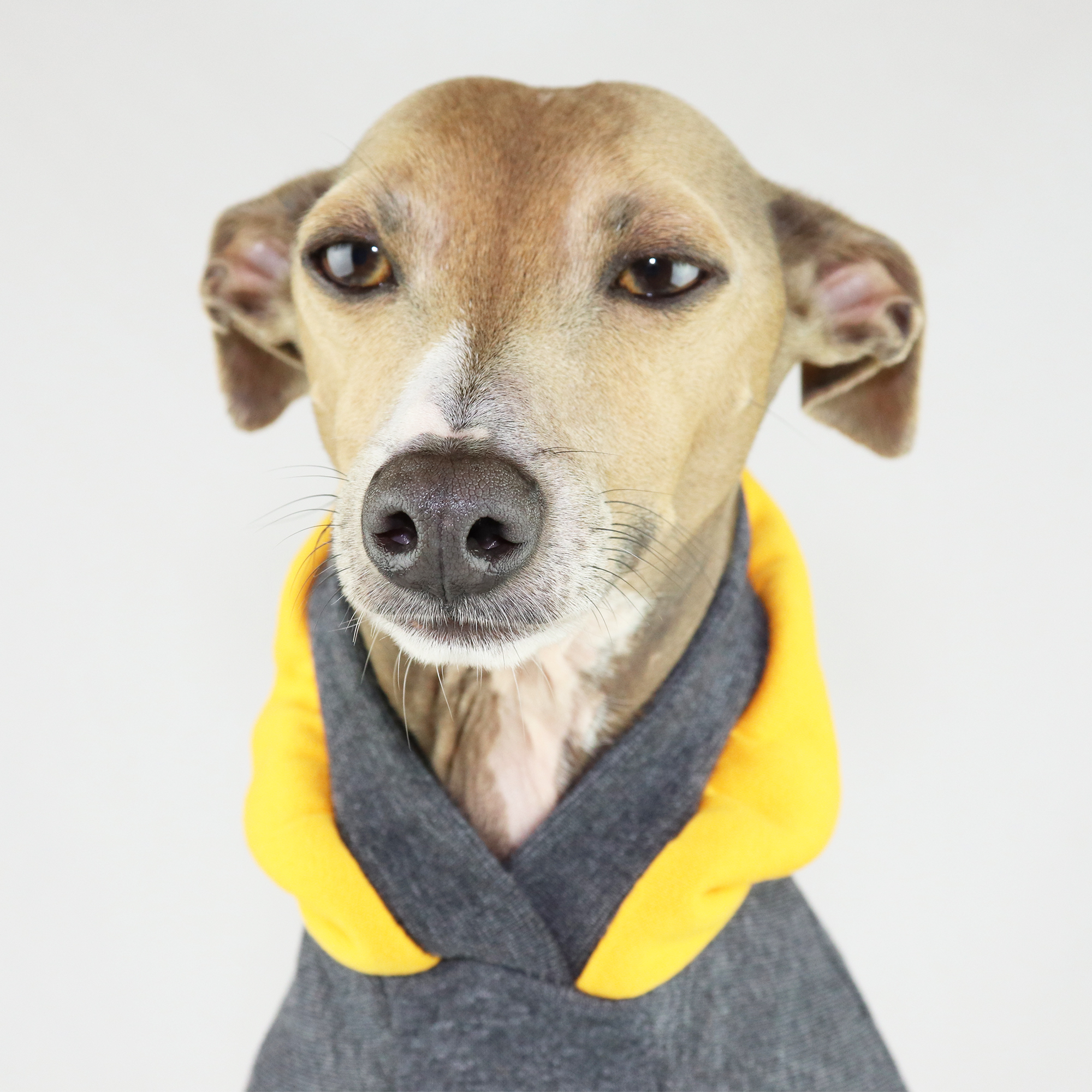 Jasper Two Tone Sporty Fleece Half Suit Royal Hound Clothing