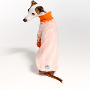 Italian Greyhound Suits | Whippet Suits