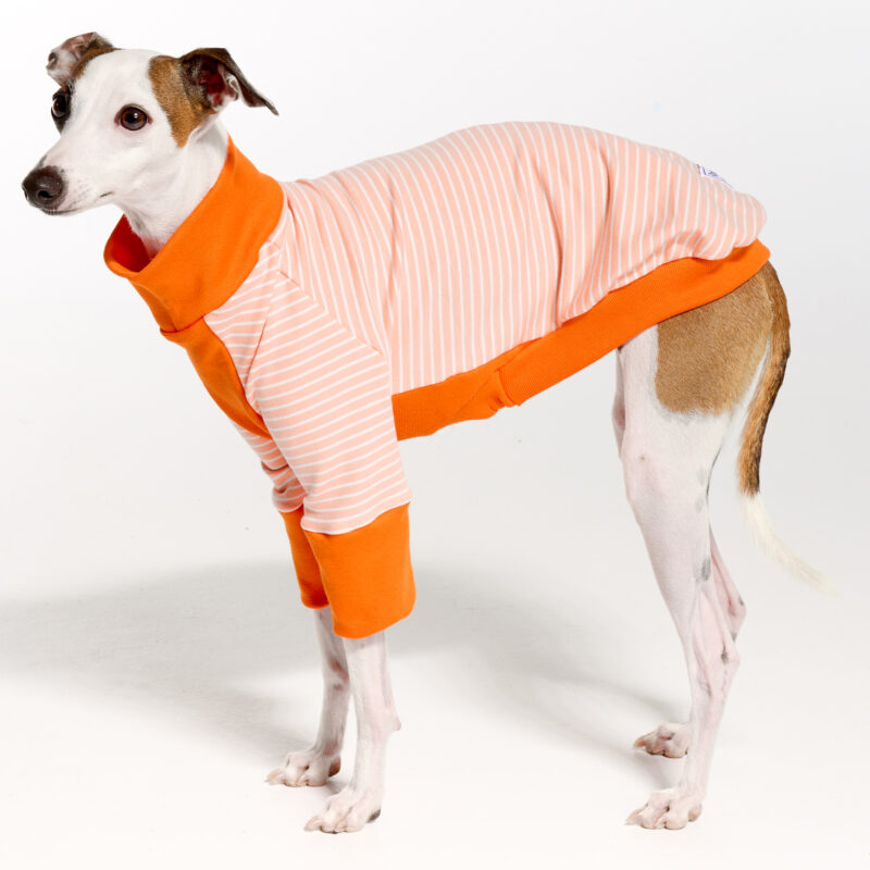 Italian Greyhound Suits | Whippet Suits