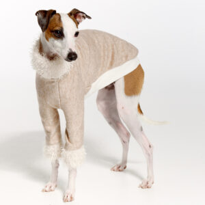 Italian Greyhound Clothing | Royal Hound