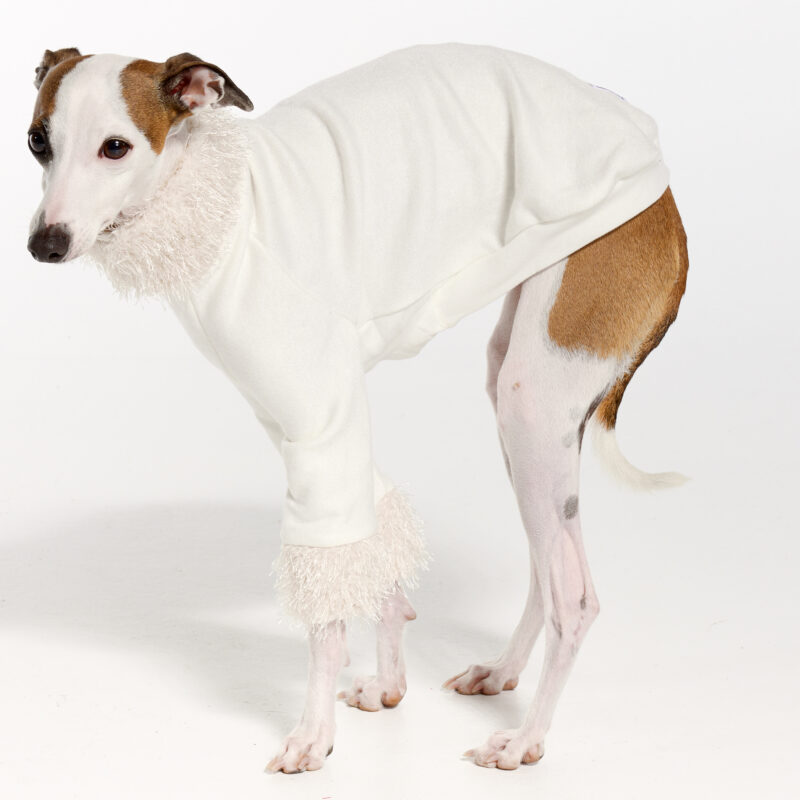 Italian Greyhound Clothing | Royal Hound