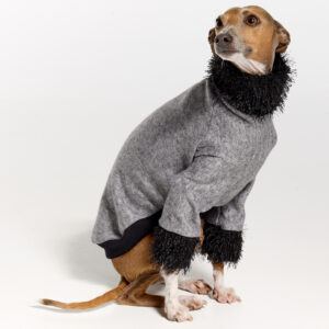 Italian Greyhound Clothing | Royal Hound