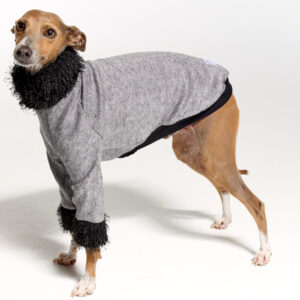 Italian Greyhound Clothing | Royal Hound