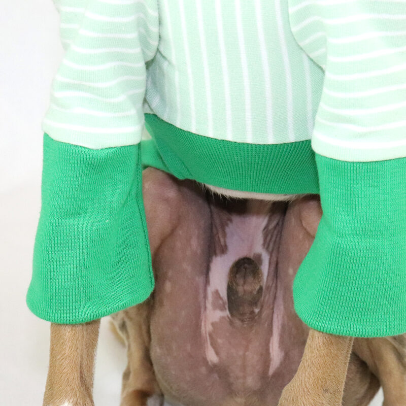 Italian Greyhound Clothing | Whippet Clothing | Royal Hound