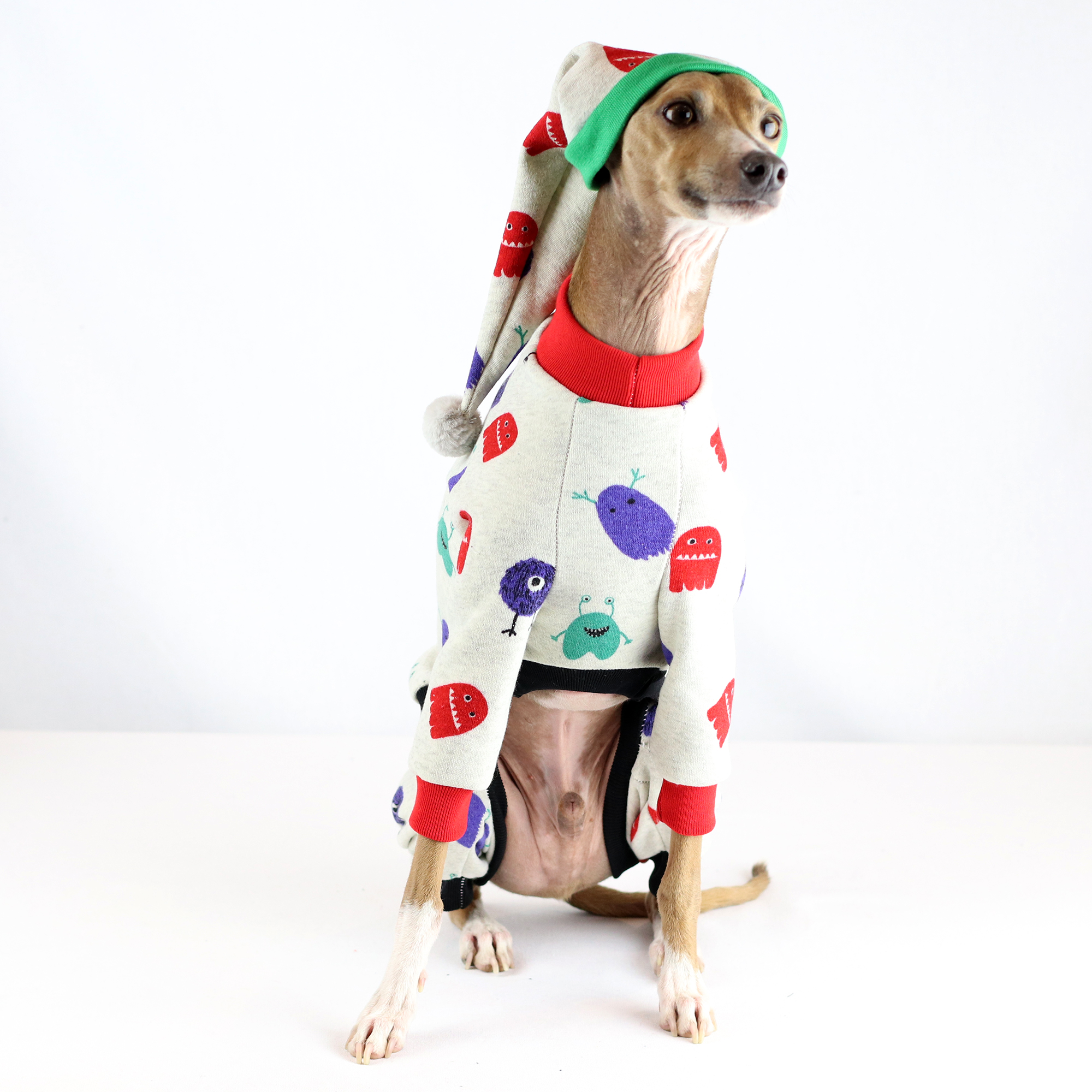 italian greyhound wearing clothes