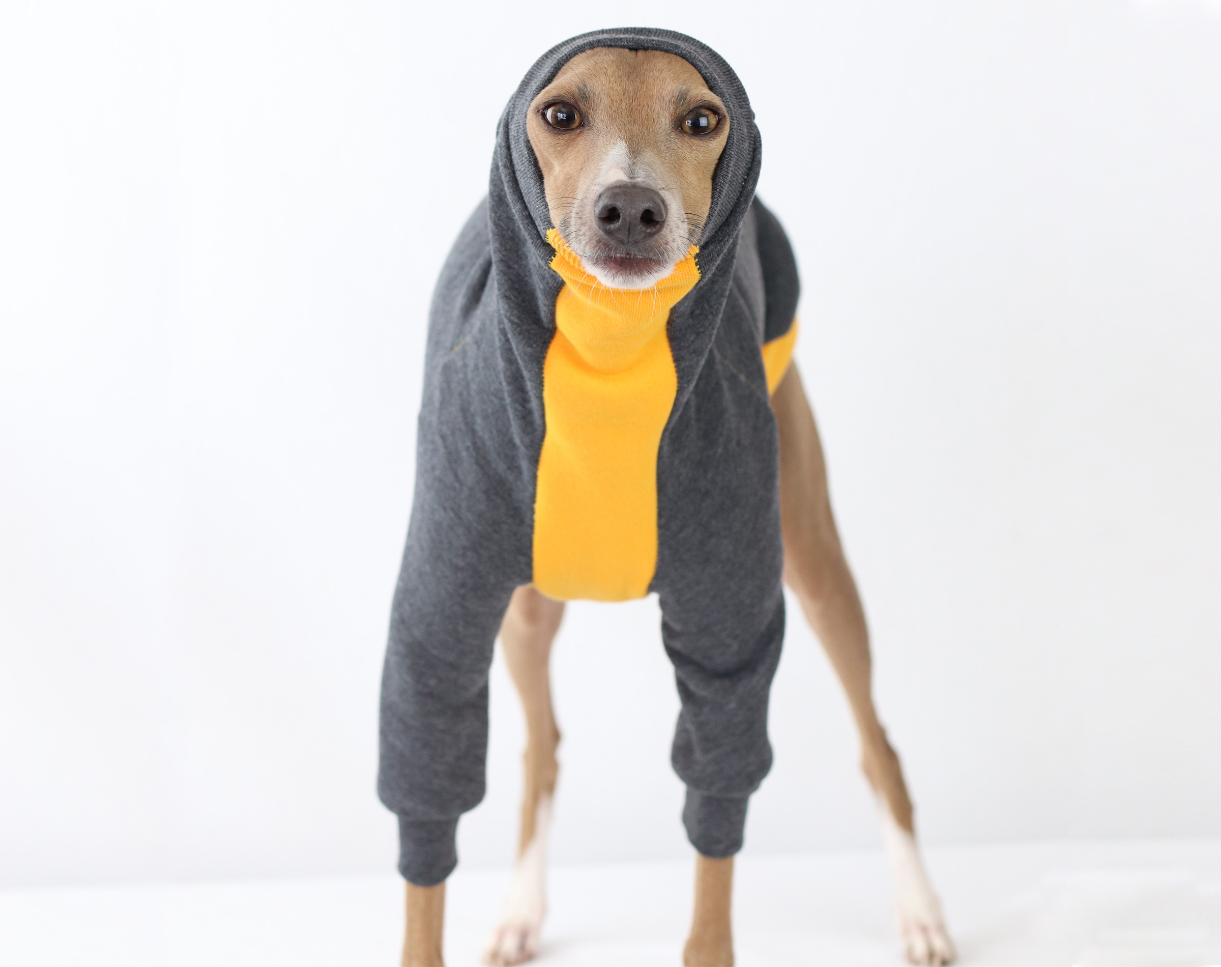 Iggy Clothing | Italian Greyhound Clothing
