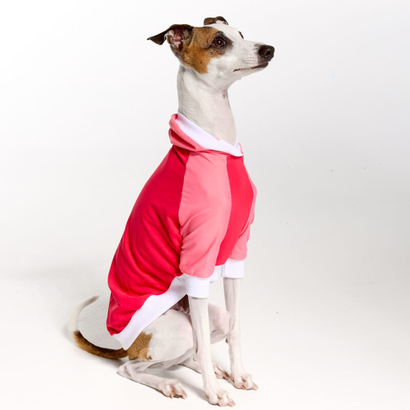 UV Italian Greyhound Suit | Royal Hound