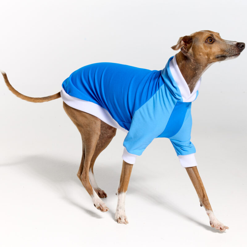 UV Italian Greyhound Suit | Royal Hound