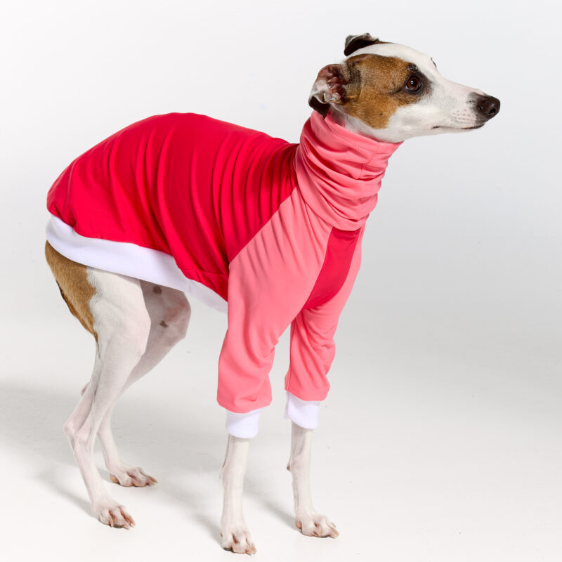 UV Italian Greyhound Suit | Royal Hound