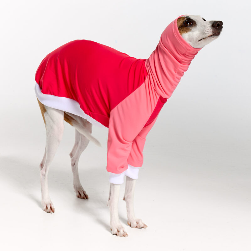 UV Italian Greyhound Suit | Royal Hound