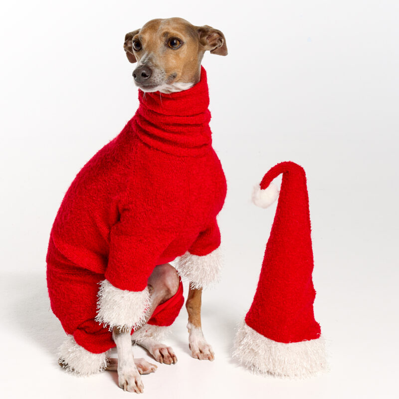 Italian Greyhound Clothing | Christmas 2022