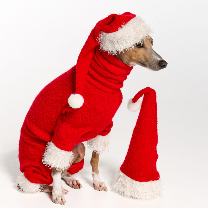 Italian Greyhound Clothing | Christmas 2022