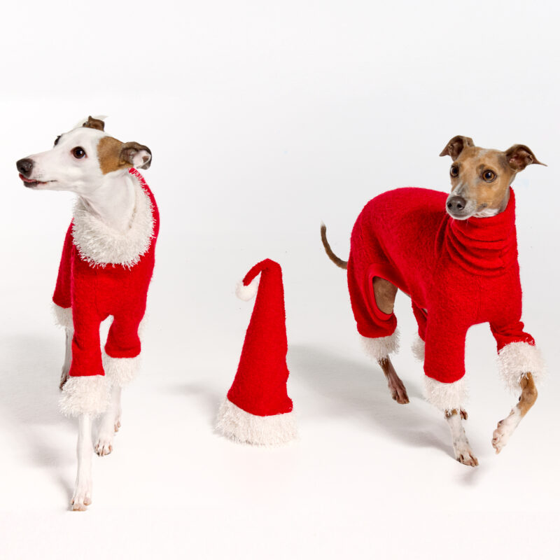 Italian Greyhound Clothing | Christmas 2022