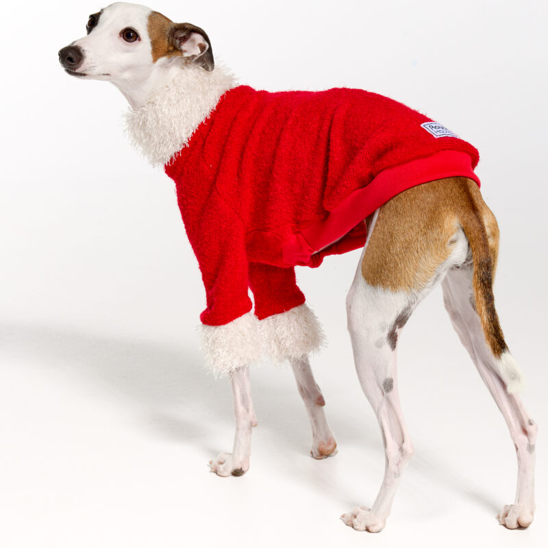 Italian Greyhound Clothing | Christmas 2022