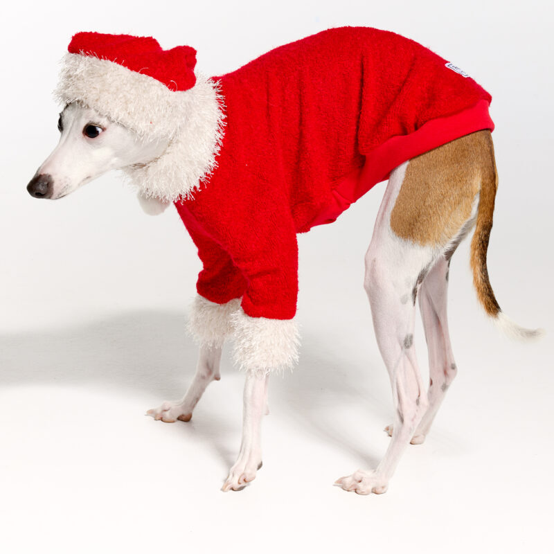 Italian Greyhound Clothing | Christmas 2022