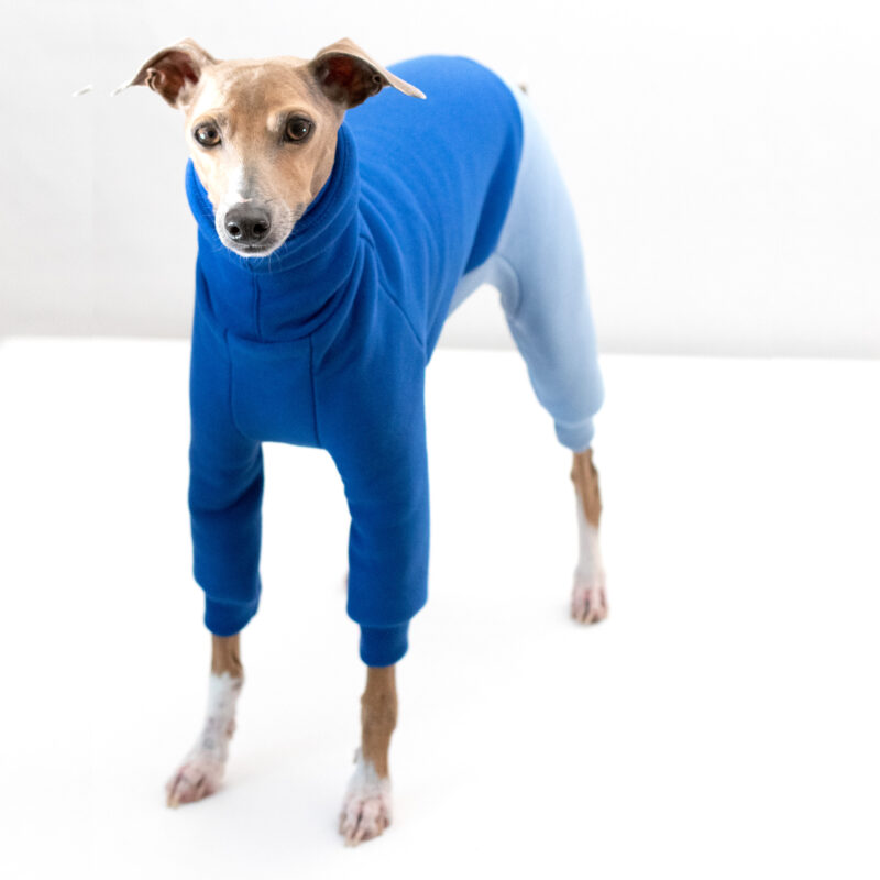 Italian Greyhound Clothing | Half Suit Two Tone | Iggy Wear | Royal hound