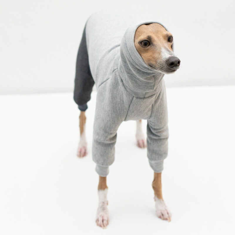 Italian Greyhound Clothing | Half Suit Two Tone | Iggy Wear | Royal hound