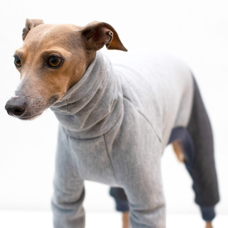 Italian Greyhound Clothing | Half Suit Two Tone | Iggy Wear | Royal hound