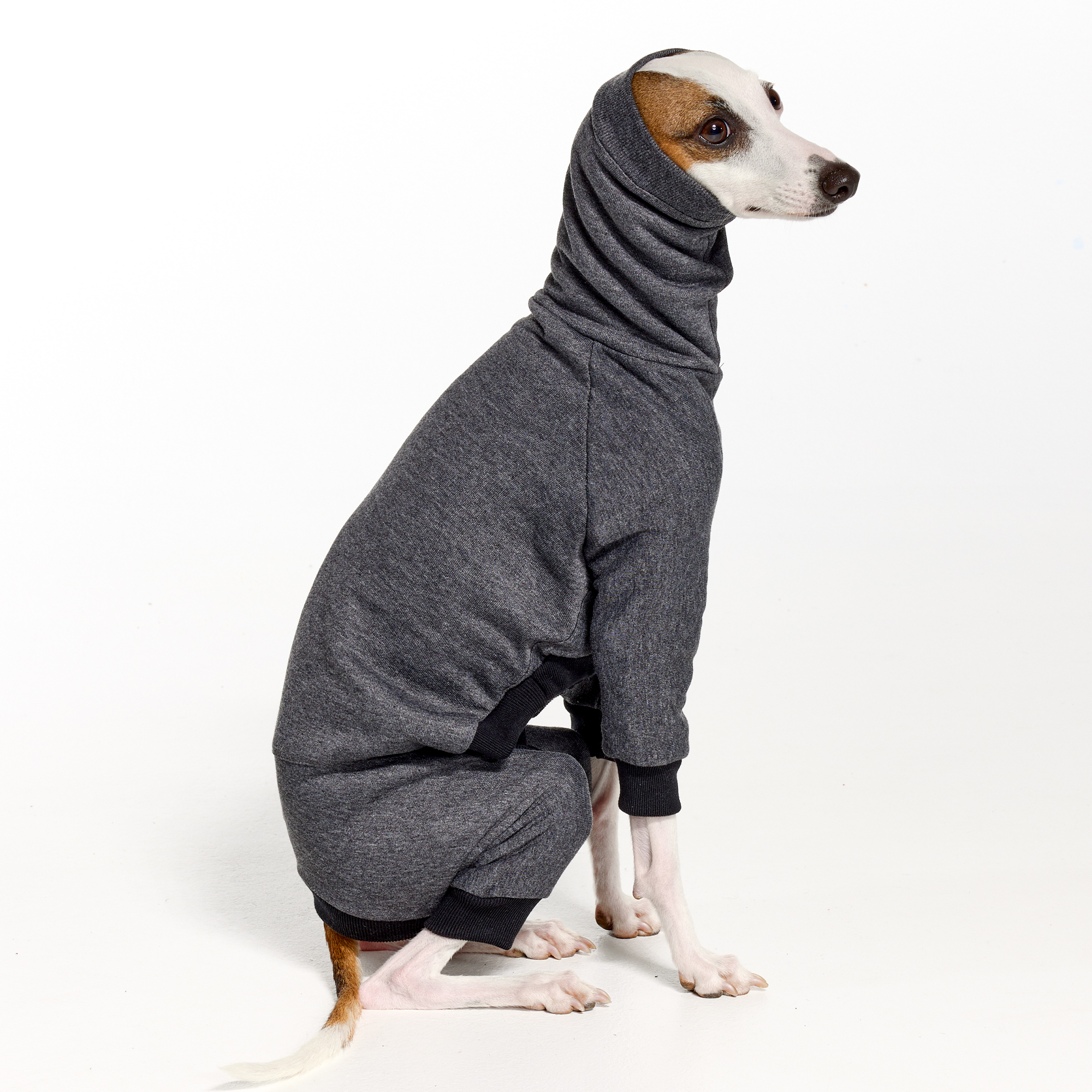 Italian Greyhound Clothing | Royal Hound