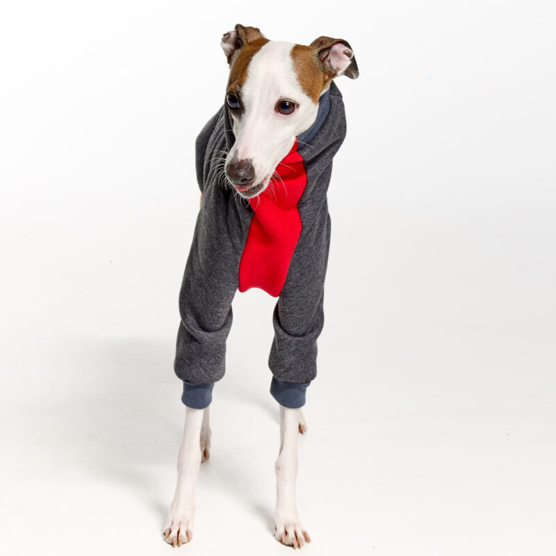 Italian Greyhound Clothing | Whippet Clothing | Royal Hound