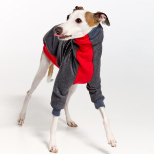 Italian Greyhound Clothing | Whippet Clothing | Royal Hound