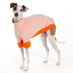 Italian Greyhound Clothing | Whippet Clothing